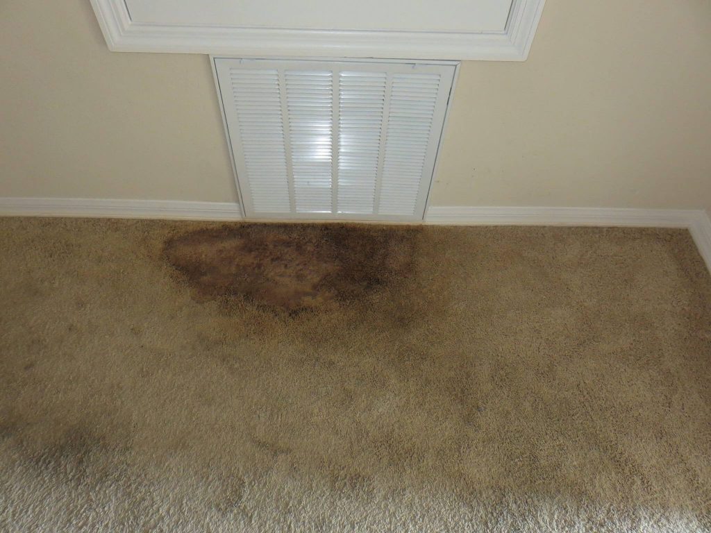 Remove Mold From Your Carpet